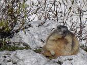 15 Marmotta della dolina